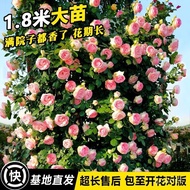 Rose Flower Seedling Vine This Month Season Extra Large Fragrant Garden Climbing Vine Plant Flower Pot Balcony Rose Clim