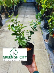 Anak pokok buah asam renda/asam caranda/Carissa carandas