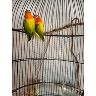 new Burung Lovebird/LB/lakbet jenis BIOLA EUWING GREEN mandiri/dewasa