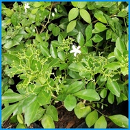 ✴ ◇ Kamuning plant for sale