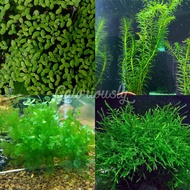 Aquatic Plant Aquarium Moss Floating Plant for Guppies Betta Fish Shrimp Java Moss Pelia Moss Duckwe