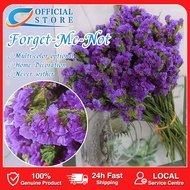 [SG Stock] Dried Forget-Me-Not flower  wedding Home Decoration Flower Arrangement