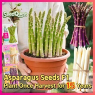 100% Original Fresh Asparagus Seeds for Sale (Green, Purple, White) Easy To Grow Plants High yield A