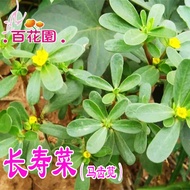 Longe Vegetables Amaranth Seeds Potted Plants Autumn Seeds Longevity Vegetables Horse Tooth Vegetabl