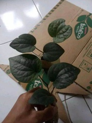 Sirih Hitam - Bibit Pohon Daun Sirih Hitam