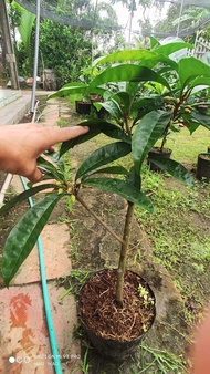 Lê ki ma siêu trái Thái lan