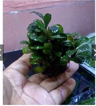 BUCEPHALANDRA MEDIA WABIKUSA AQUASCAPE