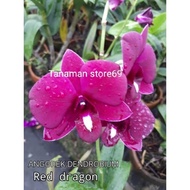 Tanaman Hias Anggrek Dendrobium RED DRAGON / Anggrek Dendrobium