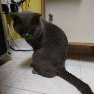 British short hair cat