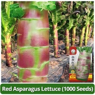 High Yield Red Stem Asparagus Lettuce Seeds (1000 Seed) 红莴笋种子 Celtuce Lettuce Seeds Celery Lettuce P