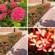 SWS-IXORA SUNKIST OUTDOOR PLANT 2159