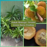 POKOK MENTEGA (SERALAT)