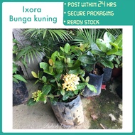 PBN - Ixora bunga kuning - big leaves big flower type pokok bunga nursery outdoor plant kebun West I