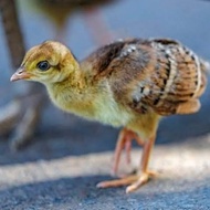Anak Burung Merak Biru India Anakan Baby Blue Peacock