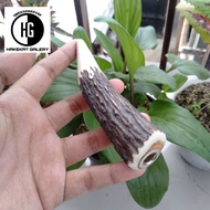 once pipa rokok tanduk rusa super berkwalitas D329
