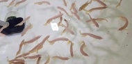 READY STOCK!!! WHOLESALES PRICE LIVE FISH SUPER HIGH BACK GOLDEN AROWANA(BLUE BASE) 现货 超高背蓝底金龙鱼 小鱼大鱼