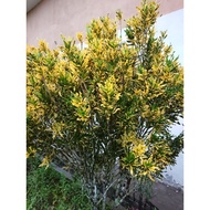 Keratan Pokok Puding / Codiaeum variegatum / pokok bunga / pokok hiasan