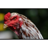 Ori. Jaul Telur Ayam Sillang Shamo Import Jepang Dan Lokal Original