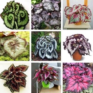 Philippines Ready Stock 50 Pcs Seeds for Planting Mixed Color Begonia Bonsai Seeds Potted Plants Live Plants Coleus Flower Seeds Garden Flower Plant Seed Indoor Plants Real Plants