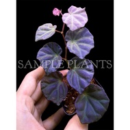 【HIDINGNATURE】 Begonia sarawak sp darkform (SuperRare) terrarium plant
