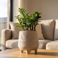 金錢樹盆栽 桌上盆栽 大樹葉紋 水泥盆栽 開幕送禮 喬遷禮物