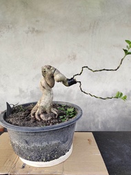 bonsai Sancang meliuk