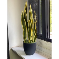 Plant artificial Sansevieria or snake plant Aplant510