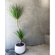 POKOK DRACO HAWAI / Dracaena draco / Dracaena Loureiri  龙血树 [Real Plant/Live Plant-Indoor/outdoor/Pokok Hidup]