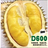 Anak Pokok Durian D600🌱🔥D600榴莲树苗 🌱🔥D600 durian Tree🌱🔥Hot Sale🔥