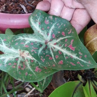 🔥CALADIUM RARE🔥ANAK POKOK KELADI HIASAN VIRAL🔥