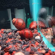 Red Spotted Nerite Snail Algae Eater Decorative Freshwater Cleaning Crew