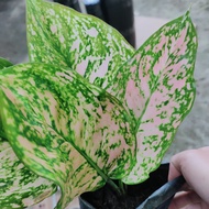 Pink Valentine Aglaonema