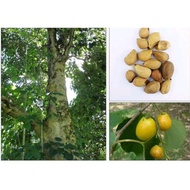 ♞,♘,♙Gmelina_arborea_PaperTREE_seeds_80pcs/pck