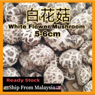 🔥Ready Stock🔥精选白花菇/白花菇/花菇 5-6cm (大）100g/200g Dried White Flower Mushroom/ Dried Shiitake Mushroom ｛Ready Stock}