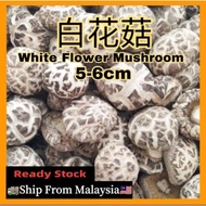 🔥Ready Stock🔥精选白花菇/白花菇/花菇 5-6cm (大）100g/200g Dried White Flower Mushroom/ Dried Shiitake Mushroom ｛R