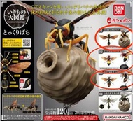 全新 , 散放 ,  昆蟲大圖鑑 , 昆蟲  扭蛋 , 黃蜂 , 蜜蜂 ,  大黃蜂 , bee Ikimono Encyclopedia Tokkuri Bachi , bandai