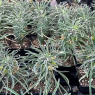 Reverse Scale Dragon Dalberd Seedling Dragon Scale Feel Strong Trendy Root Plant