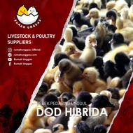 DOD Hibrida Mix (Bibit Bebek Hibrida) MURAH