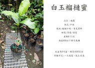 心栽花坊-白玉榴槤蜜/抗寒品種/水果苗/榴槤蜜品種/嫁接苗/售價900特價750