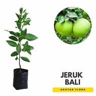 Bibit Jeruk Bali Manis Jumbo Pohon Jeruk Bali