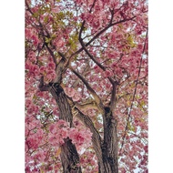 PS ECO PLUS......💜💜💜