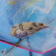 Ikan Hias Air Laut Buntal Duren