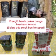 Perangkap Sarang KELULUT + ramuan pemikat + propolis