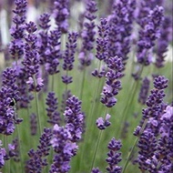 เมล็ดพันธุ์ ลาเวนเดอร์ Lavendula angustifolia lavender Seed 100 เมล็ด เมล็ดพันธุ์นำเข้าจาก อังกฤษ
