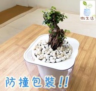 【小品文化】榆樹【現貨】4吋透明懶人盆栽 加水更方便 觀葉植物 陽台植物 自動吸水 水培 創意花盆 居家辦公盆花 種子