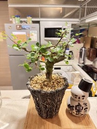 紅皮沒藥｜奧比克｜塊根植物｜盆景造型