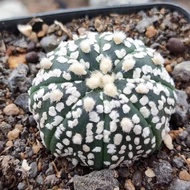 Real Cactus combination package Luan feng yu succulent plant cactus potted radiation-proof flowering