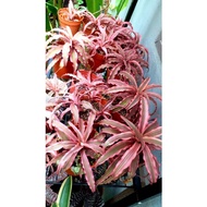 Bromeliad Crypthnthus Pink