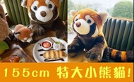 小熊貓 熊貓 可愛 公仔 伊豆仙人掌公園 155cm特大 小熊貓 red panda