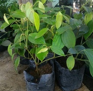 Bibit Lada Perdu - Sahang Perdu - Pohon Merica Hitam - Tanaman Herbal